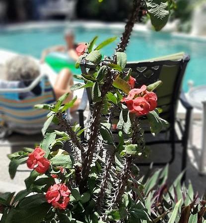 Apartmento Con Alberca A 50 Mt Del Mar La Licha マサトラン エクステリア 写真